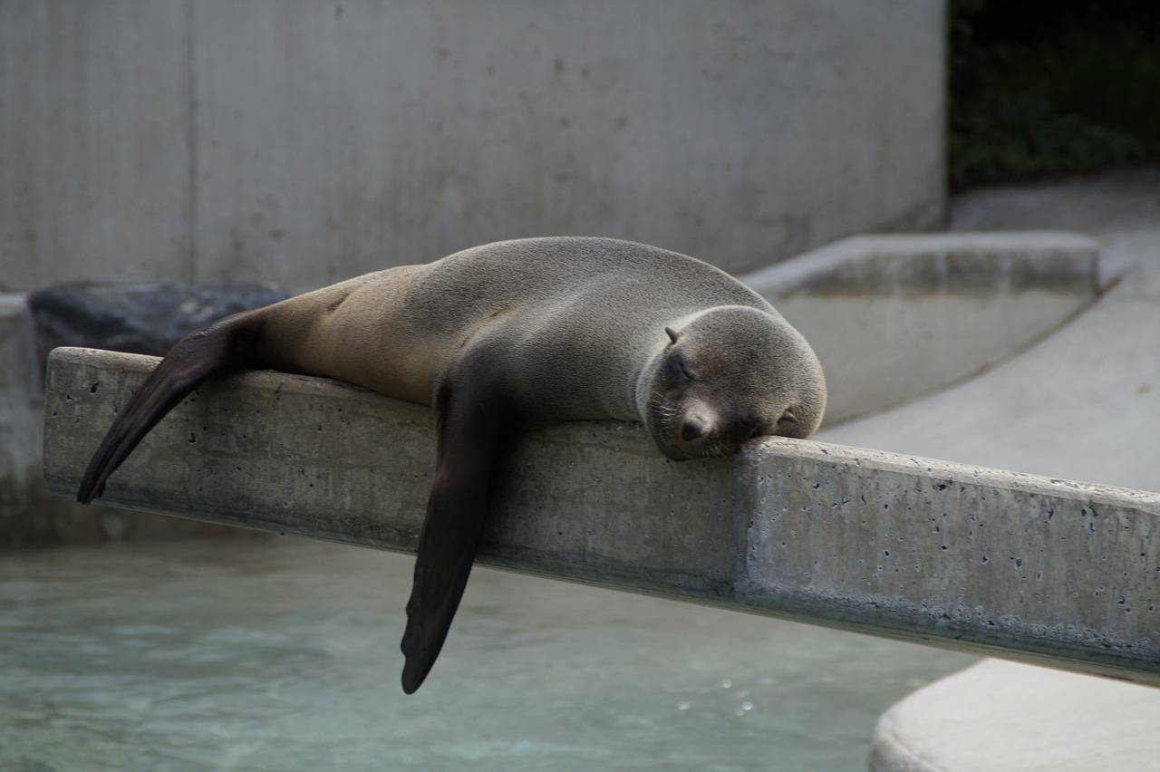 Lazy seal