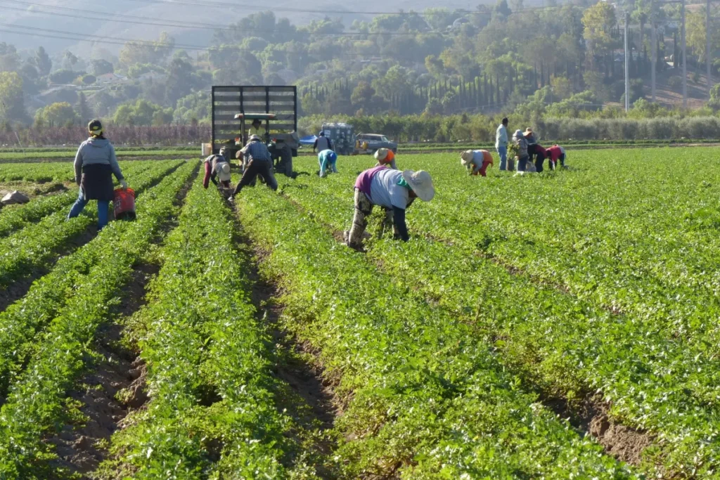 Farmworkers harvesting vegetables in a field